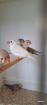 Zebrafinken junge Zebrafinken